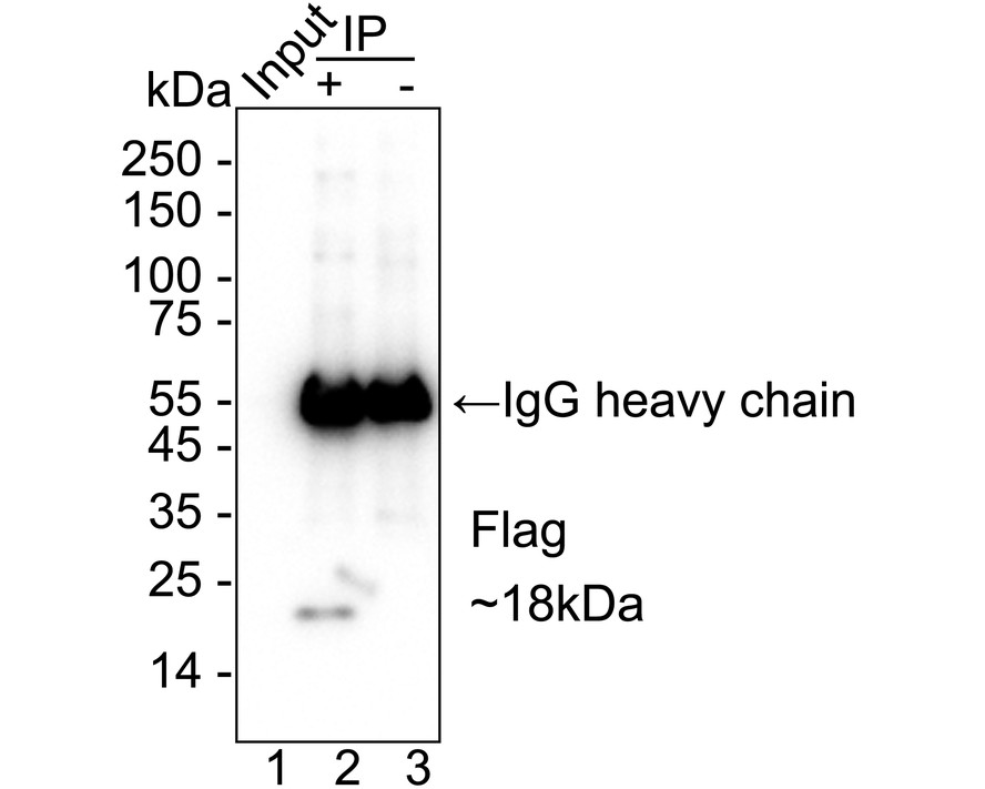 HA751129_6.jpg