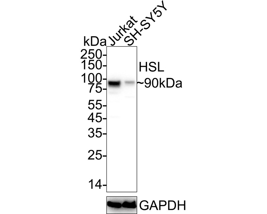 HA751143_1.jpg