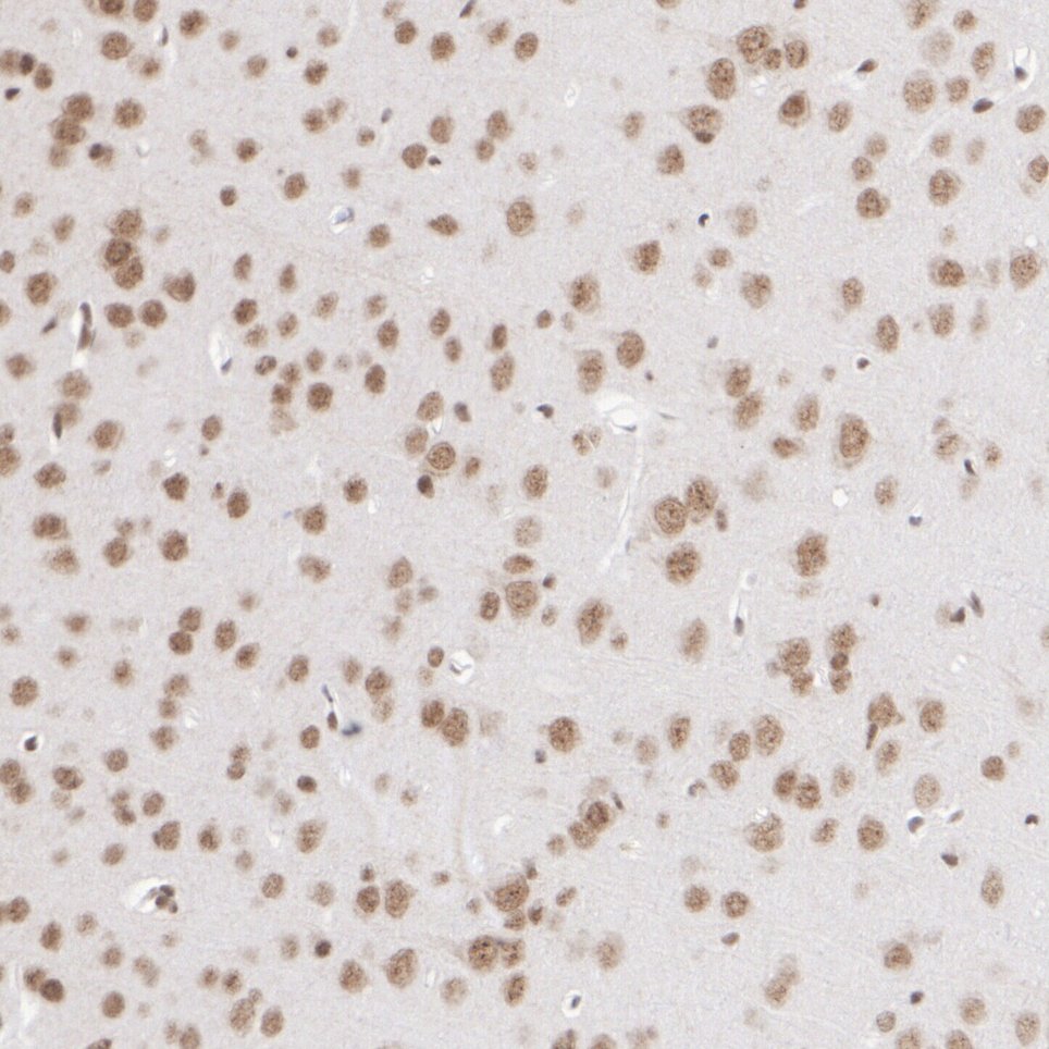 HA751175_6.jpg