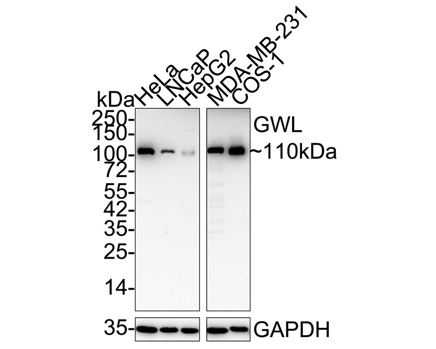 HA751181_1.jpg