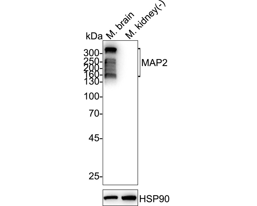 HA751238_7.jpg
