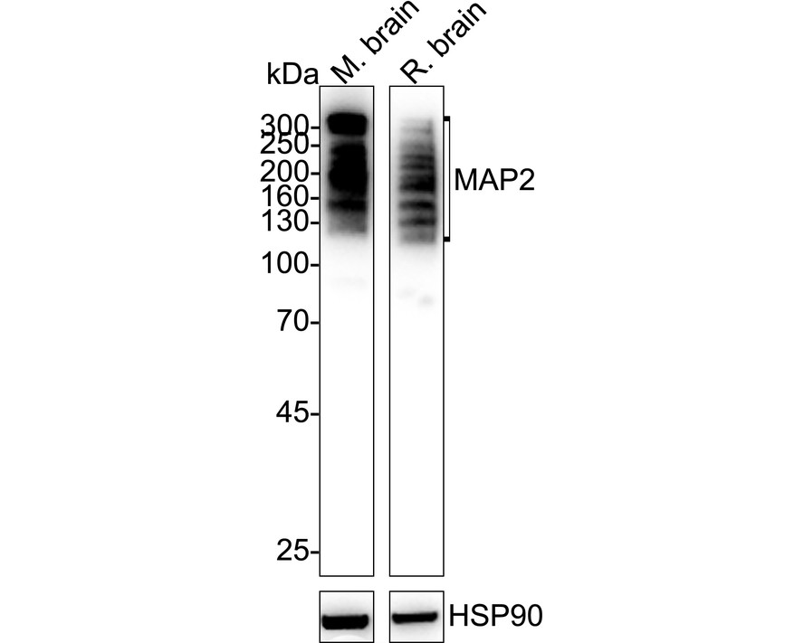 HA751238_8.jpg
