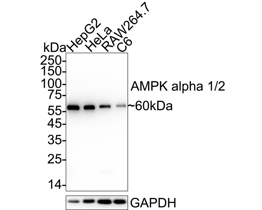 HA751251_1.jpg