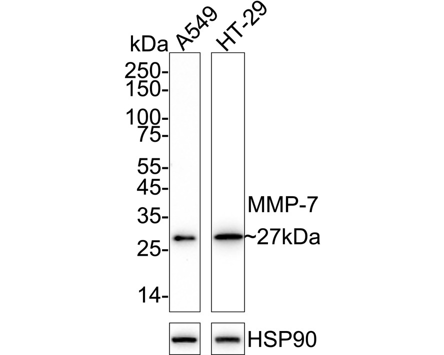 HA751256_1.jpg