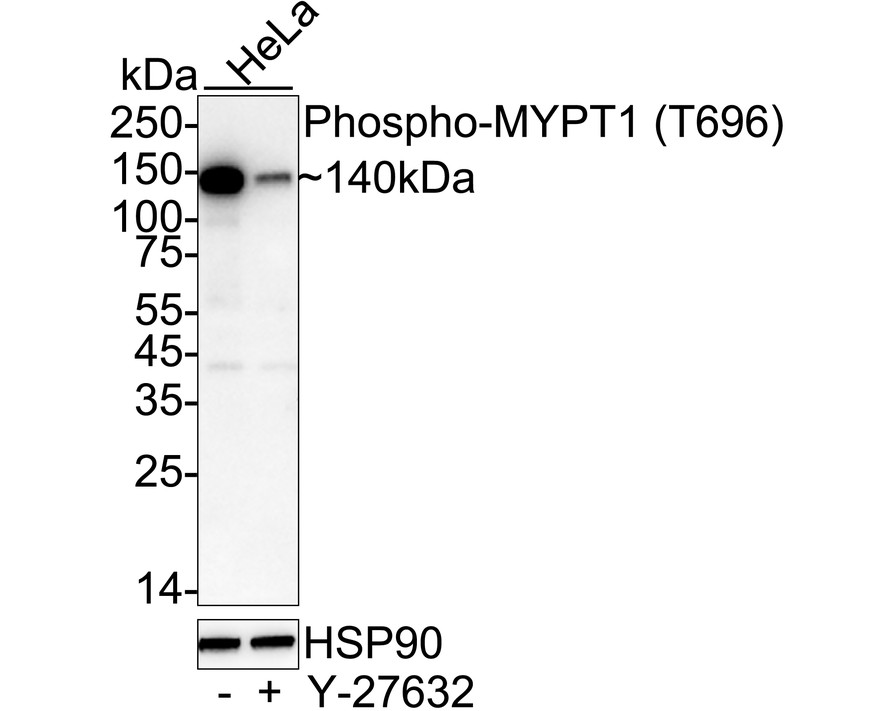 HA751257_1.jpg