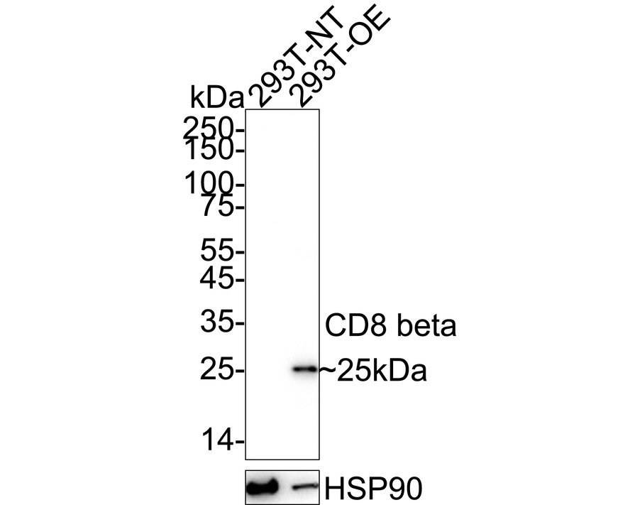 HA751259_1.jpg