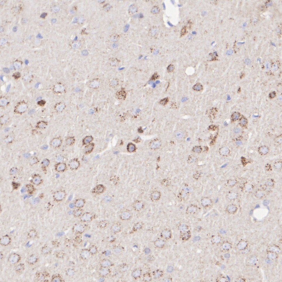HA751262_3.jpg