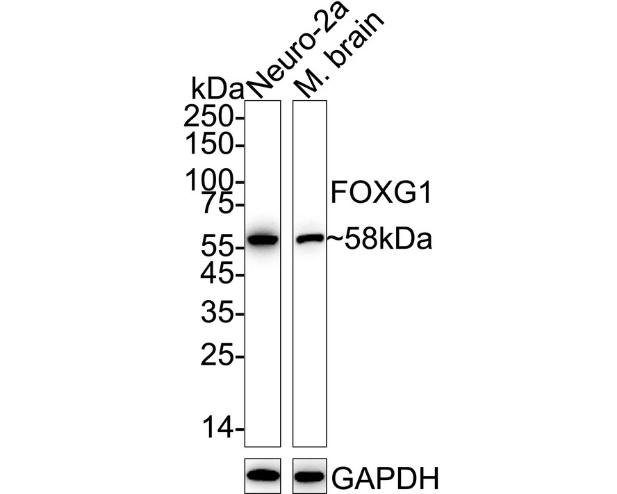 HA751263_1.jpg