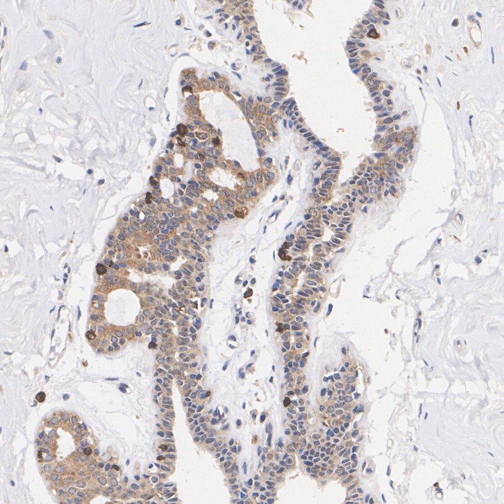 HA751265_4.jpg