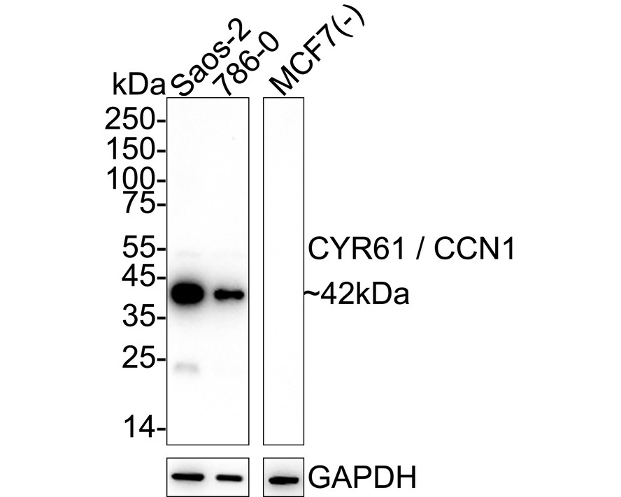 HA751266_1.jpg