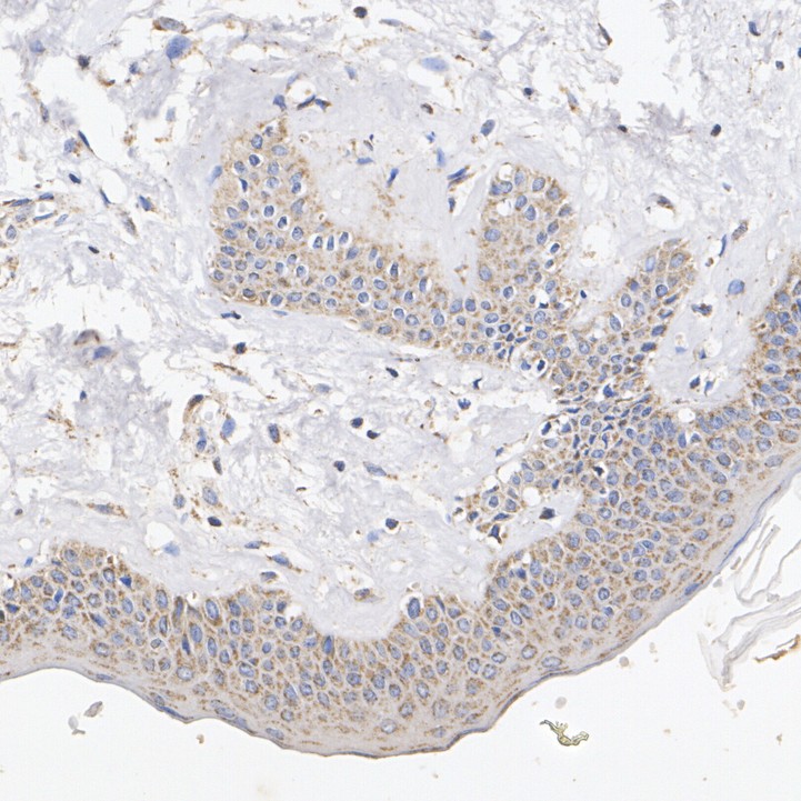 HA751266_4.jpg
