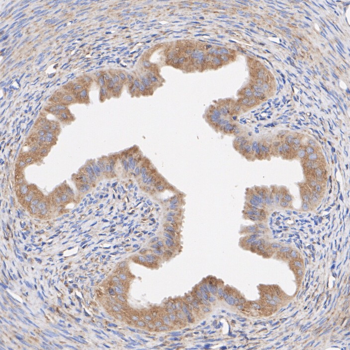 HA751280_7.jpg