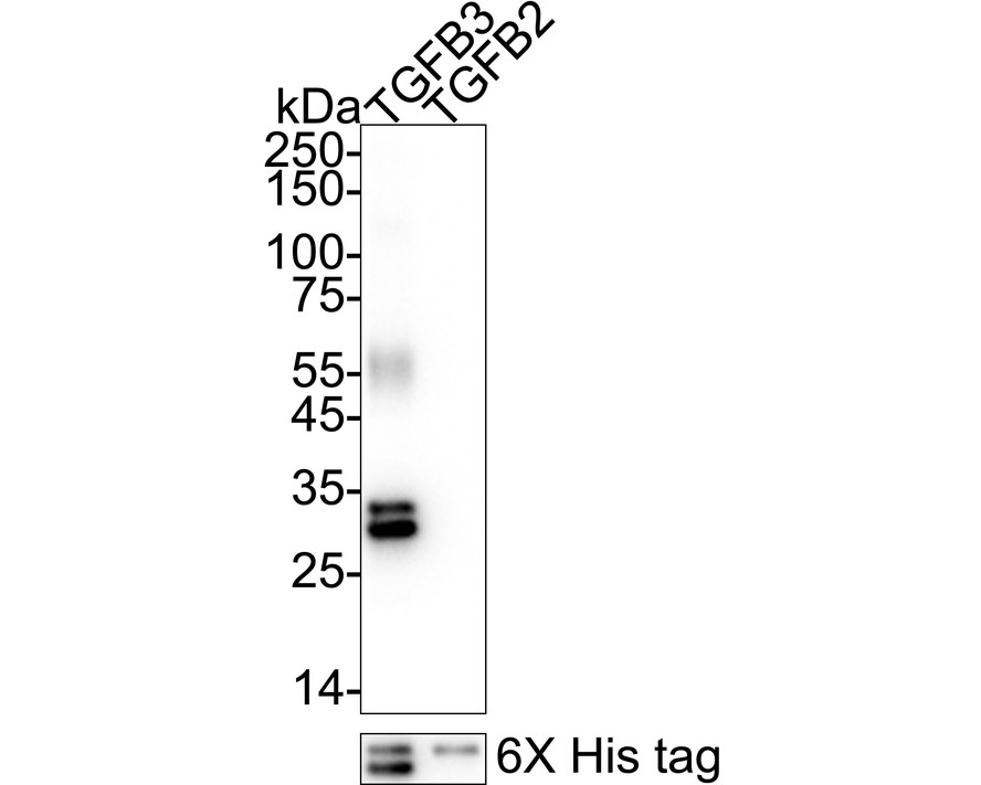 HA751280_9.jpg