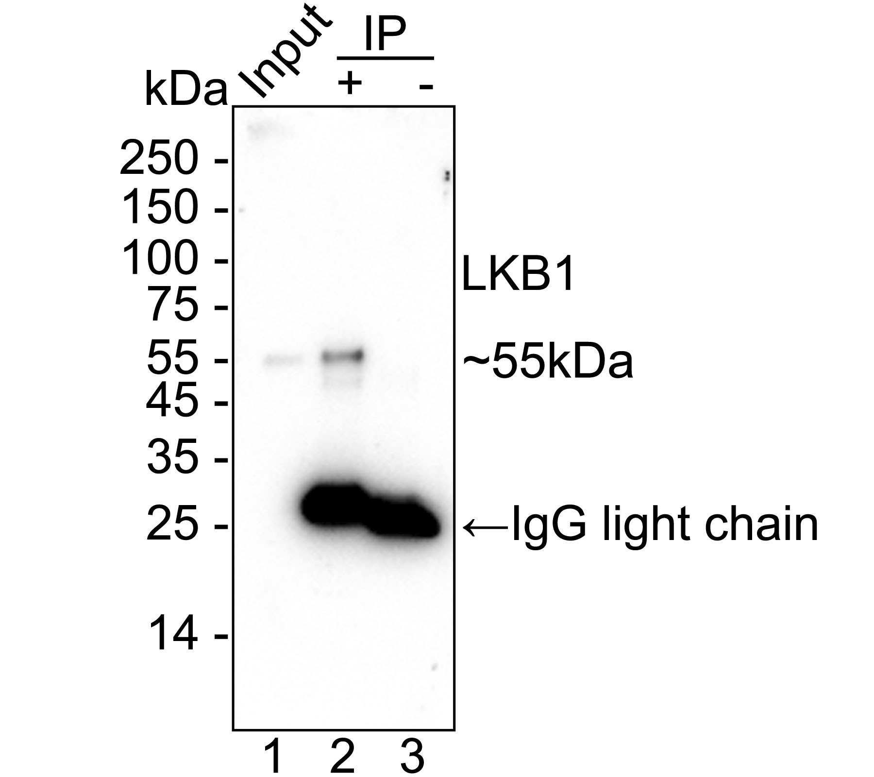 HA751283_5.jpg