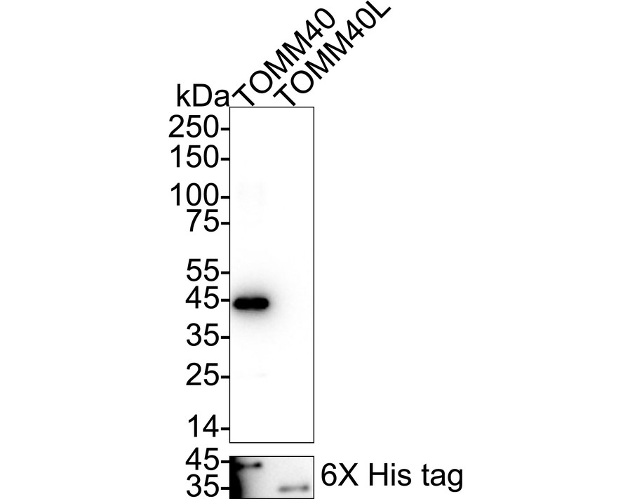 HA751284_11.jpg