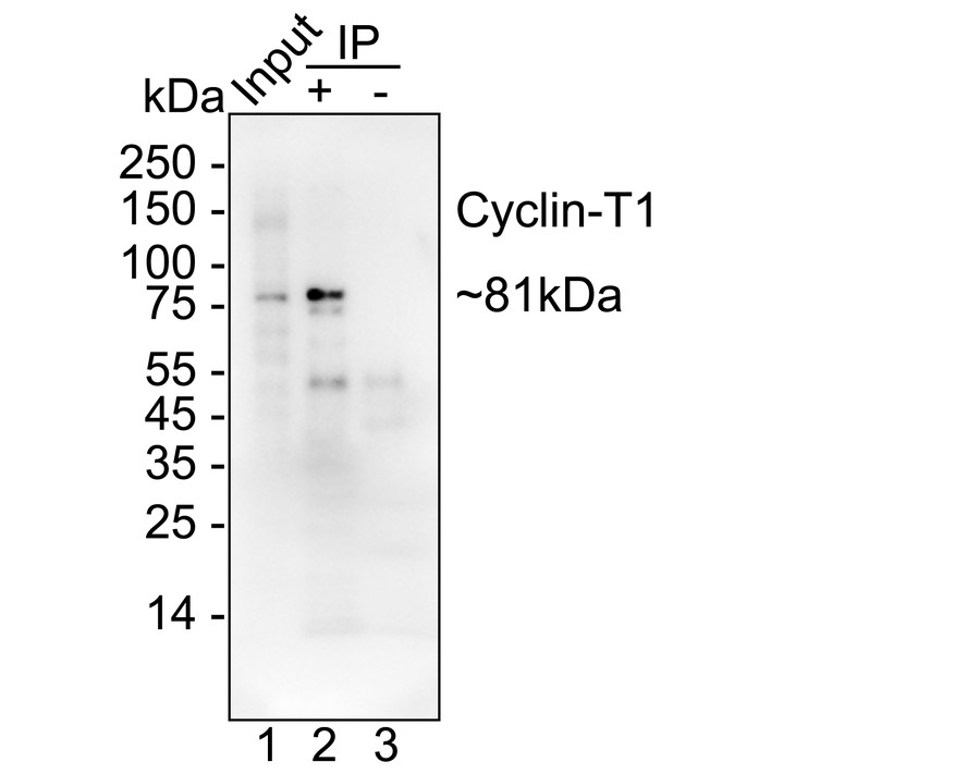 HA751308_8.jpg