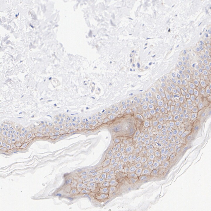 HA751315_3.jpg
