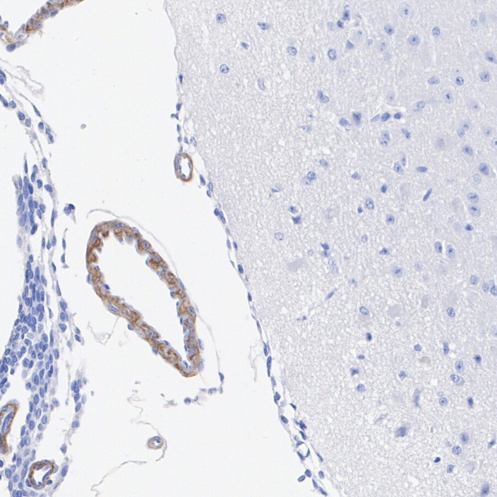 HA751325_4.jpg