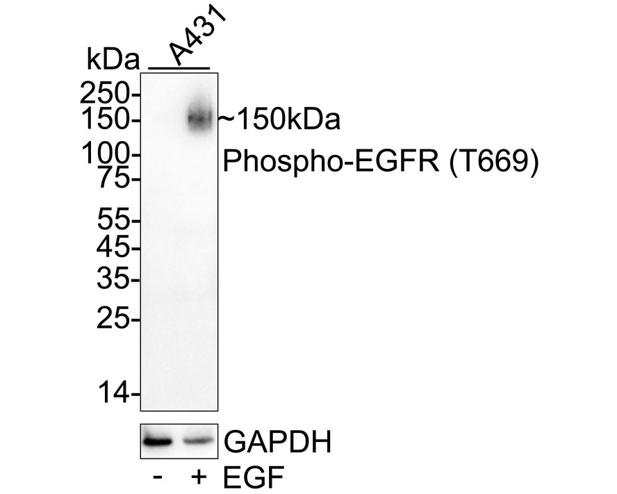 HA751333_1.jpg