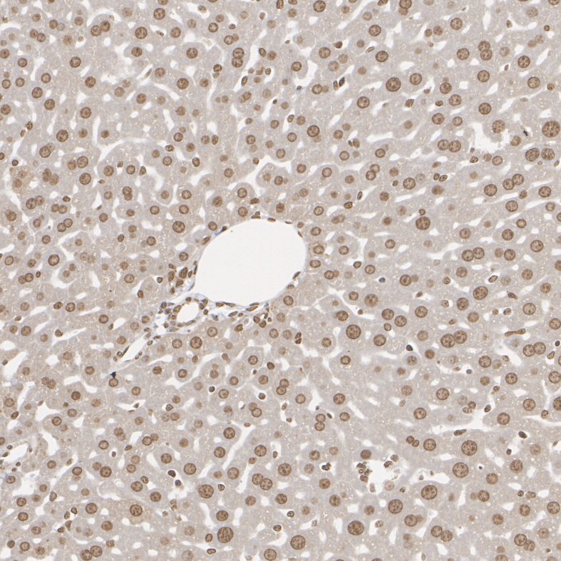 HA751334_4.jpg