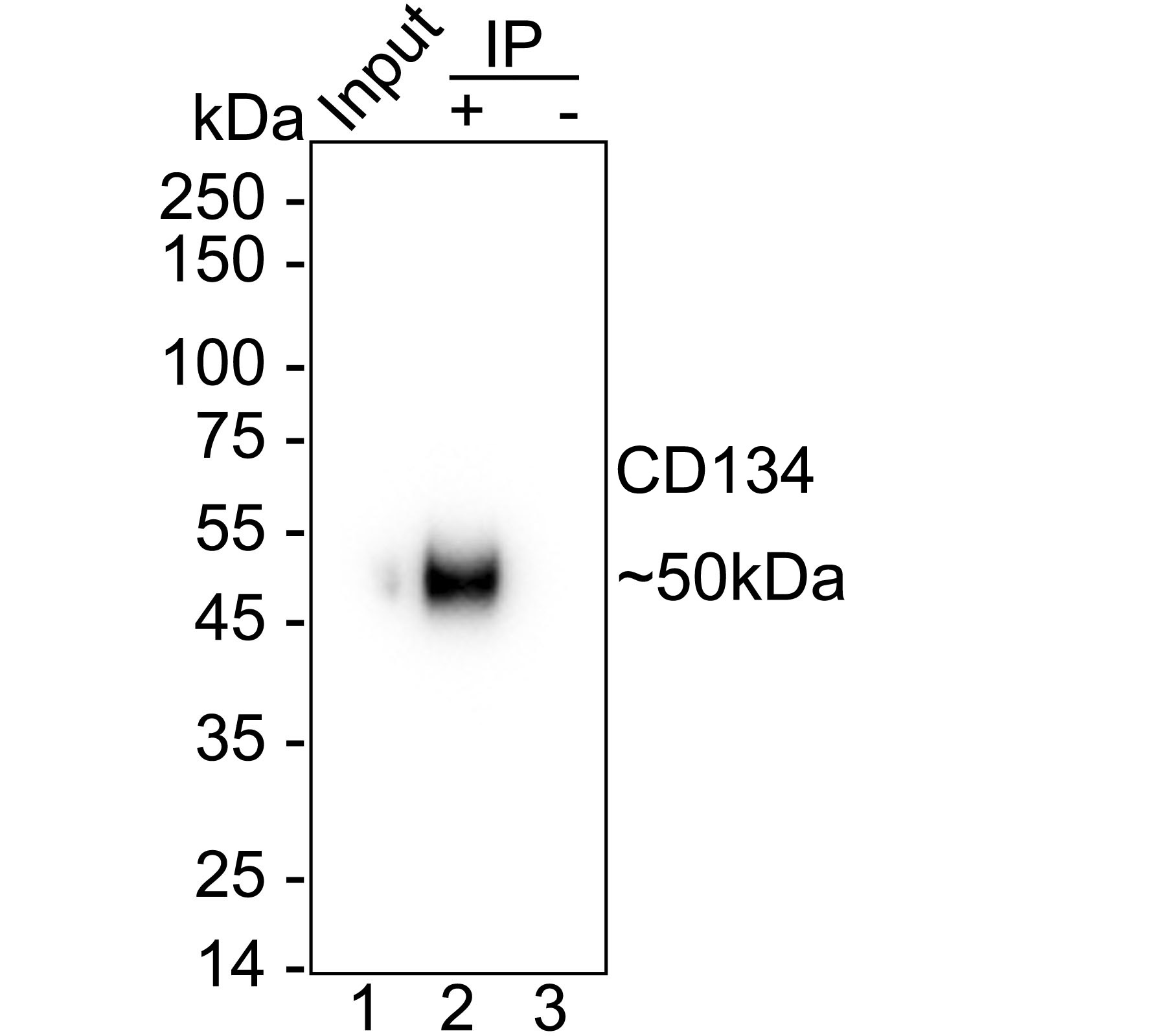 HA751343_4.jpg