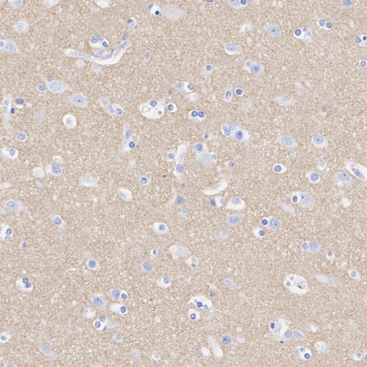 HA751346_7.jpg