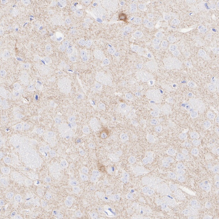 HA751353_4.jpg