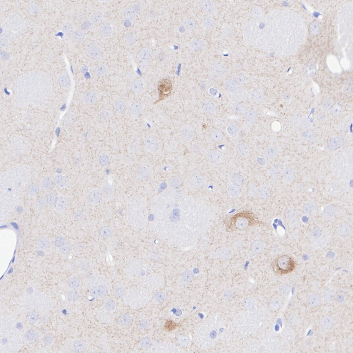 HA751353_6.jpg