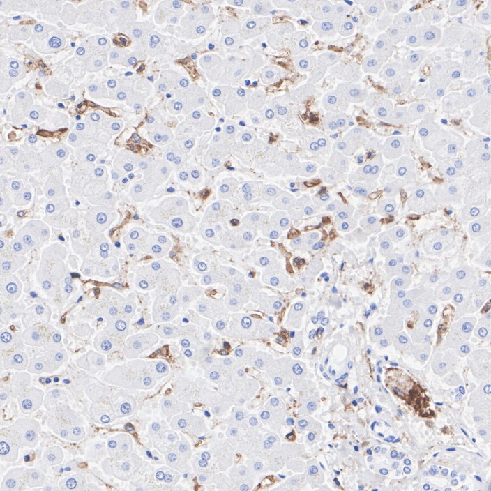 HA751362_3.jpg