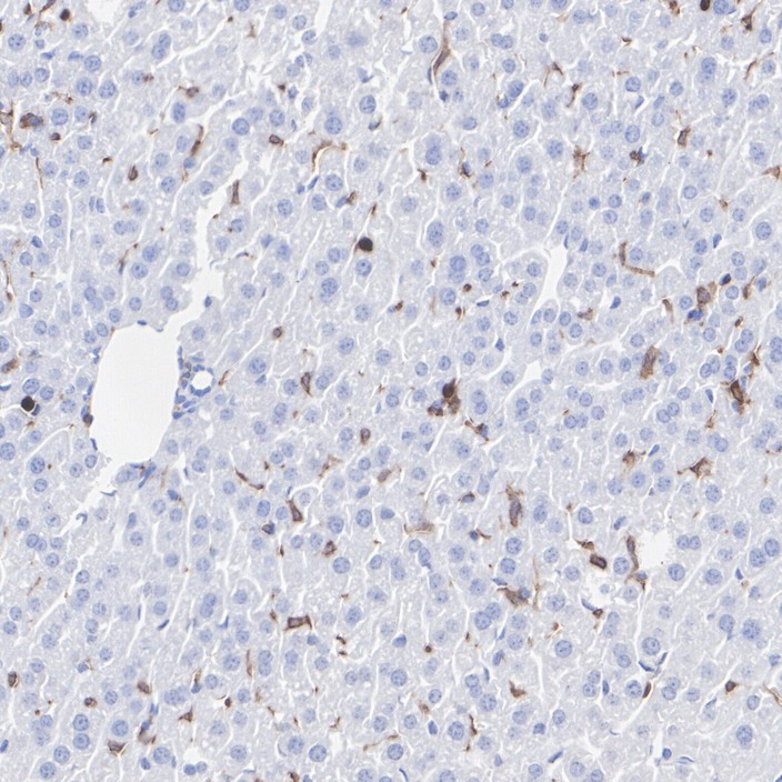 HA751362_5.jpg