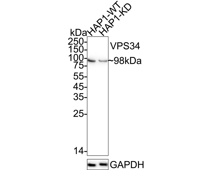 HA751367_2.jpg