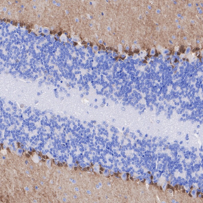 HA751370_6.jpg
