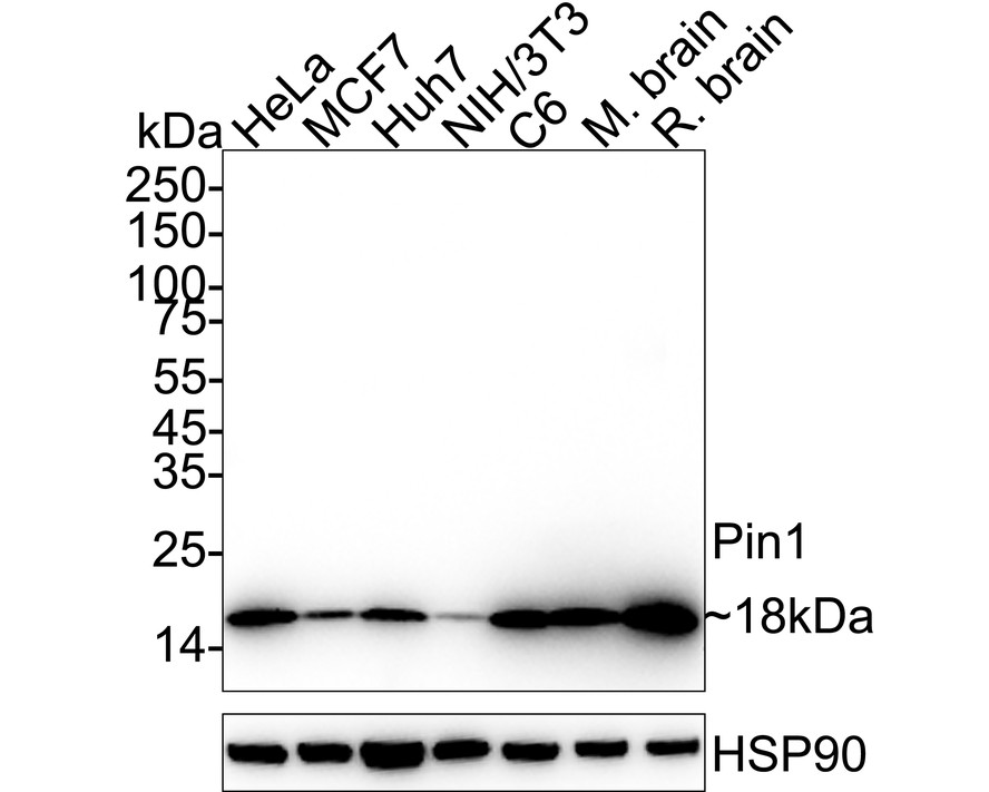 HA751373_1.jpg