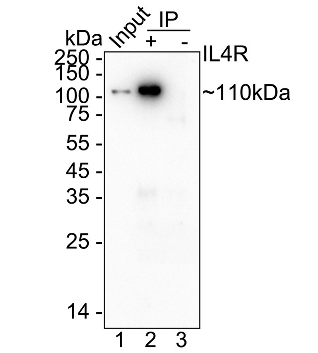 HA751378_2.jpg