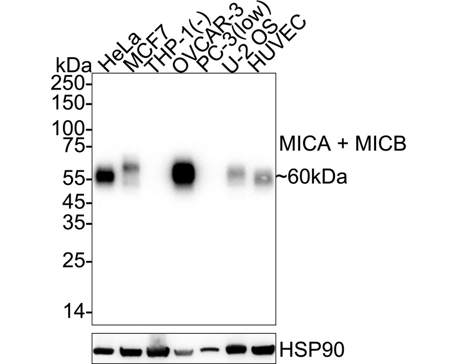HA751380_1.jpg