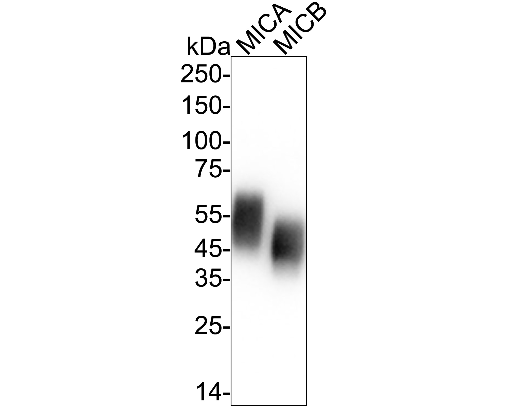 HA751380_2.jpg