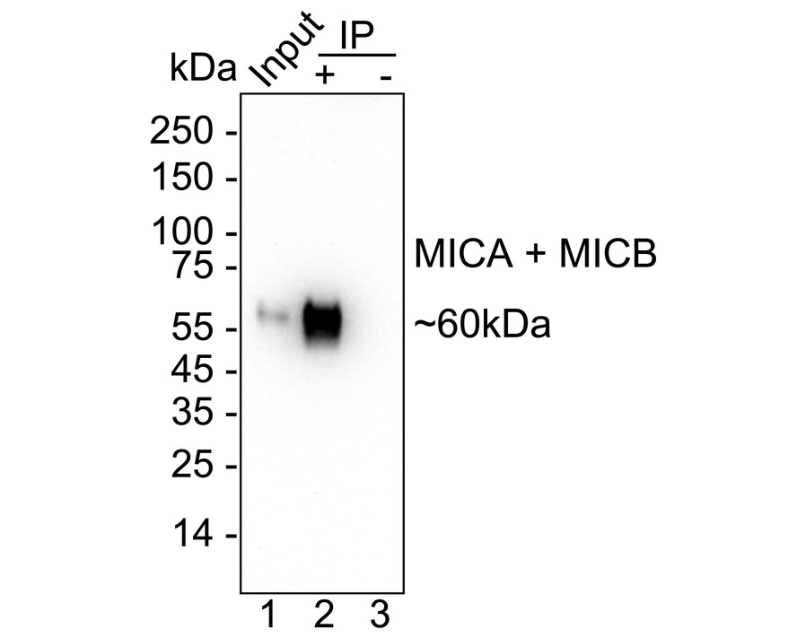 HA751380_4.jpg