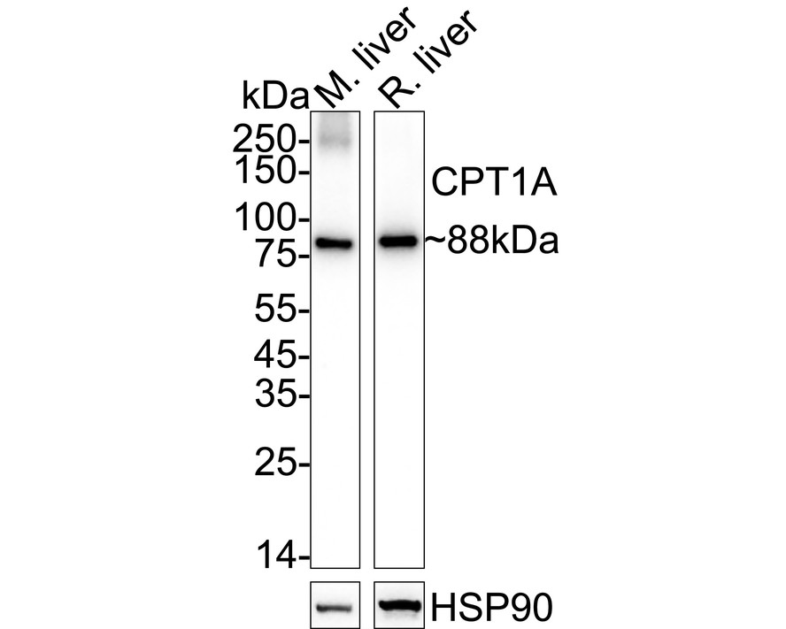 HA751384_1.jpg
