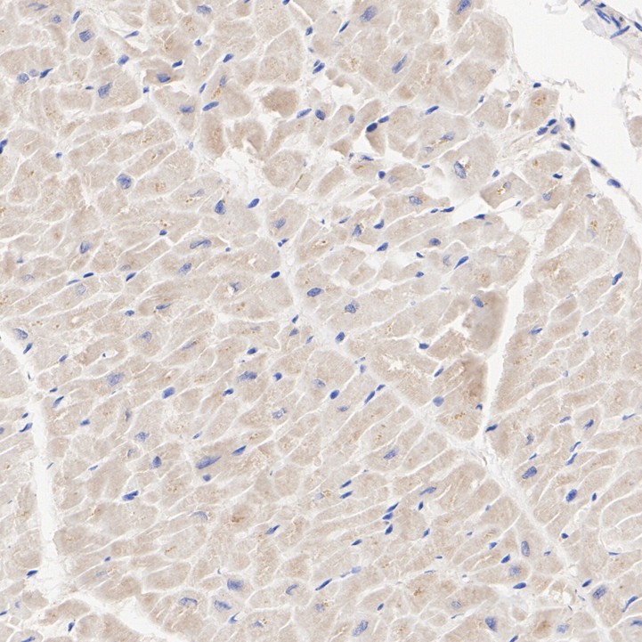 HA751385_2.jpg