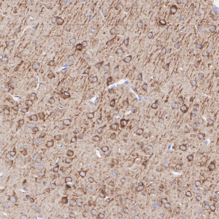 HA751385_4.jpg