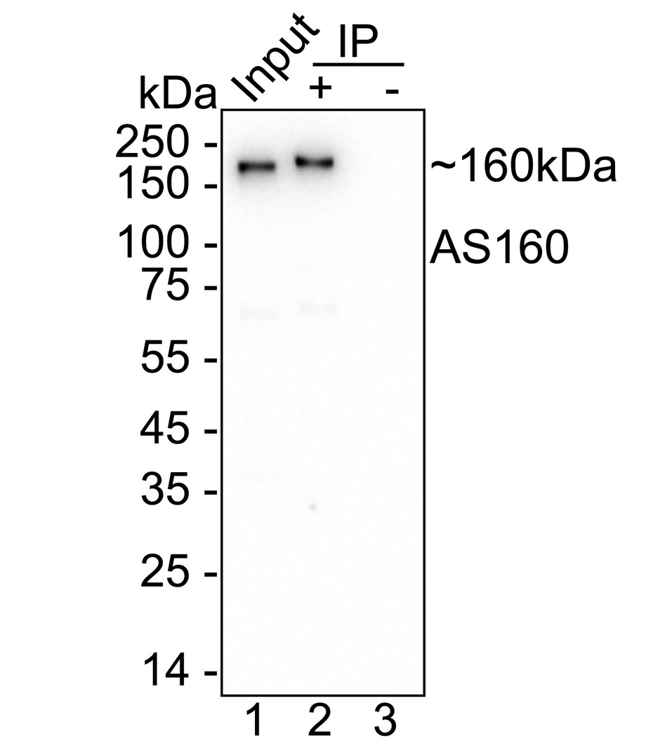 HA751385_7.jpg