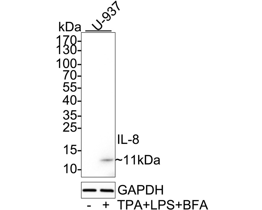 HA751386_1.jpg