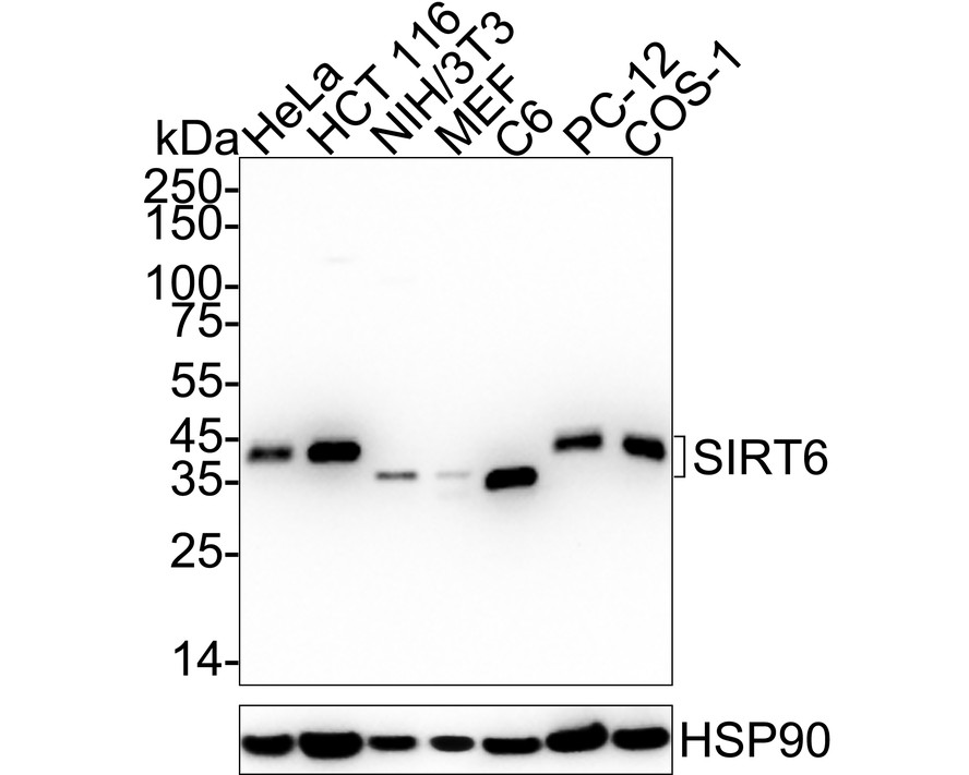 HA751389_1.jpg
