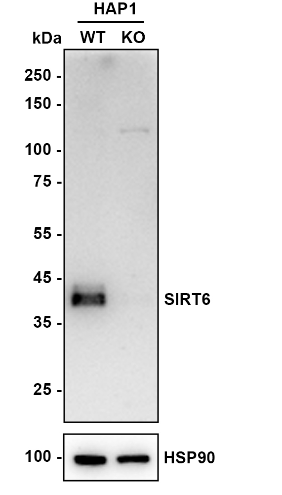HA751389_3.jpg