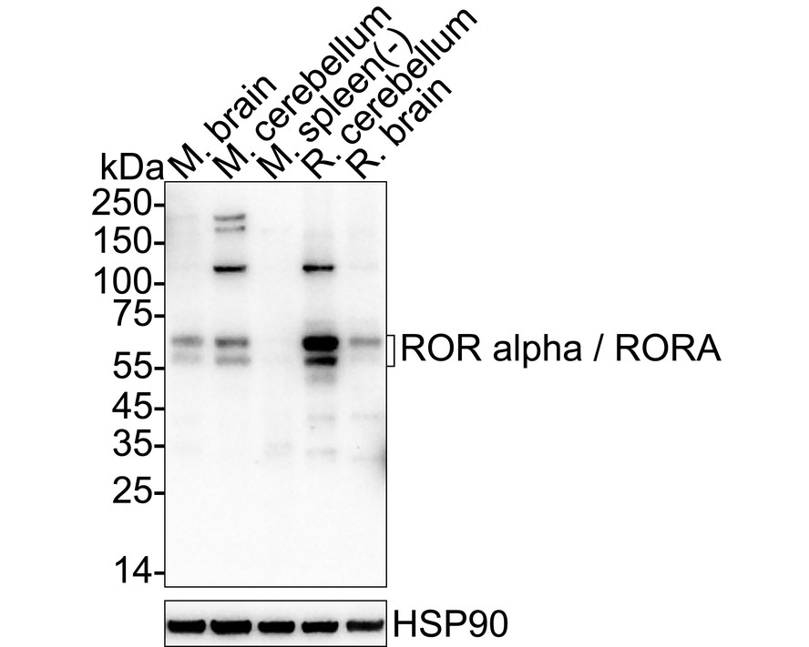 HA751390_3.jpg
