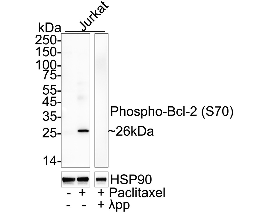 HA751392_1.jpg