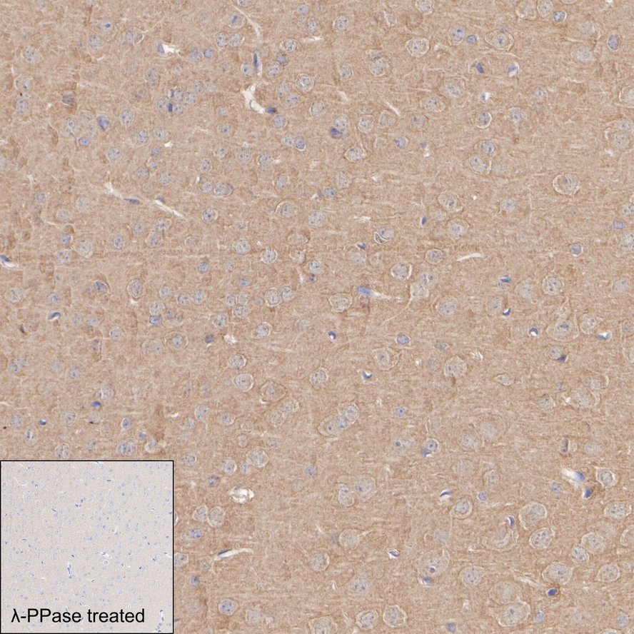 HA751393_5.jpg