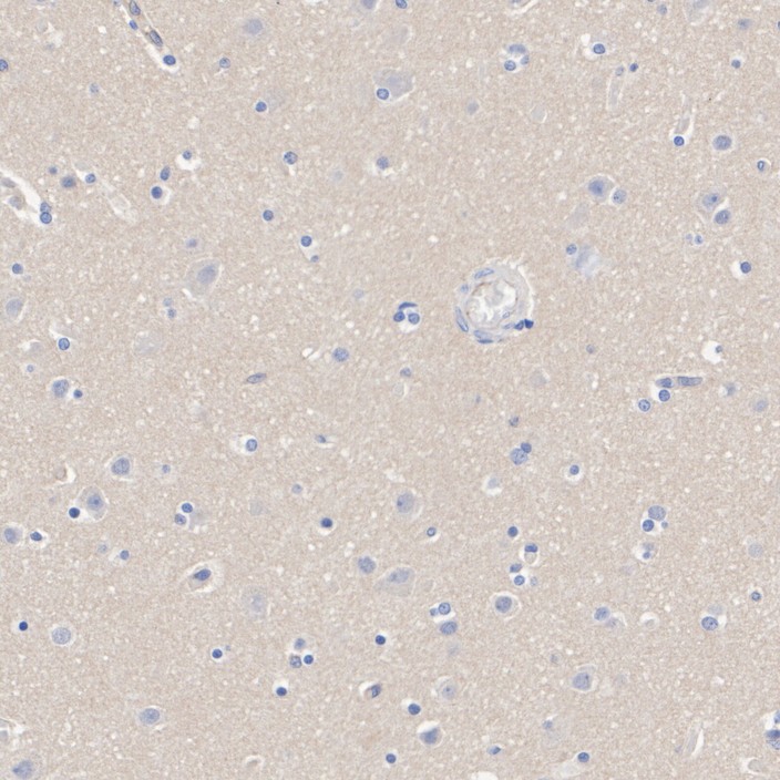 HA751393_6.jpg