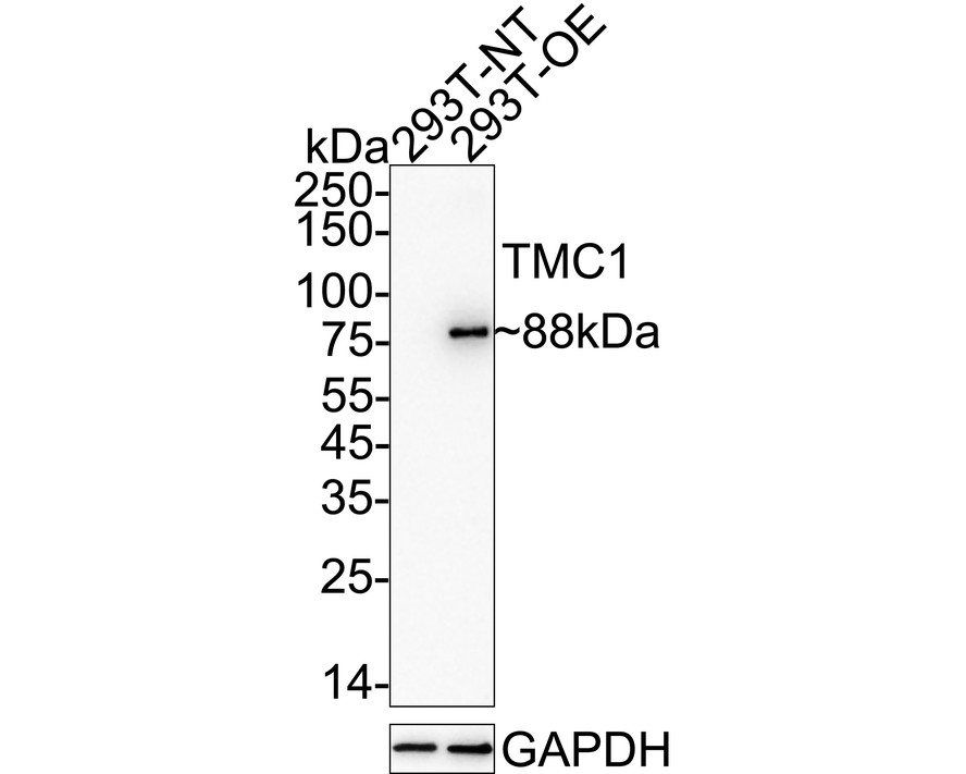 HA751396_2.jpg