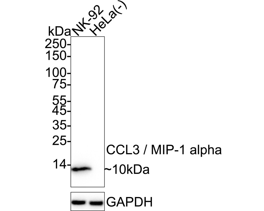 HA751407_2.jpg